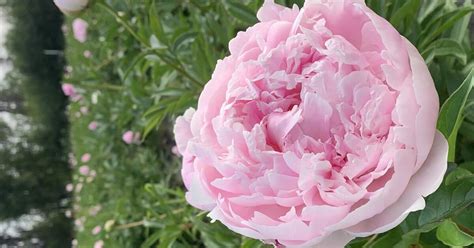 Perfect for weddings, events, parties. . Peony farm for sale alaska